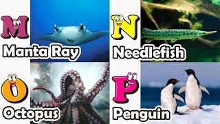 ABC phonics animals  ABC Sea Animals song  English and Animals for Kids  Alphabets Kids Song [upl. by Oidacra]