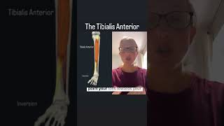 Dont forget the Tibialis Anterior muscles anatomyrevision [upl. by Ariayek904]