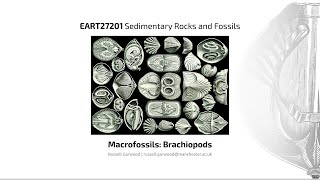 Brachiopods Video 3  EART27201  Sedimentary Rocks and Fossils [upl. by Eulalie593]