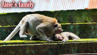 Mother still allows milk big baby Jonna Jane not delighted with Aruna stalking Wildlife family [upl. by Schaumberger865]