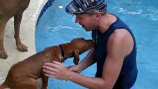 Our Vizsla puppy Rugbys first swimAVI [upl. by Eirahcaz]