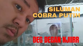 ULAR COBRA WARNA PUTIH SILUMANKAH [upl. by Philemol]