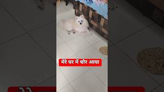 Shero चोर बन गया youtube like doglovers funny youtubeshorts youtube [upl. by Afatsum]