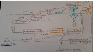 COURS DE TERMINALE SPÉCIALITÉ SVT CHAP9 LA PLANTE PRODUCTRICE DE MATIÈRE ORGANIQUE  Bio Logique [upl. by Wira96]