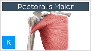 Pectoralis Major Muscle  Functionamp Origins  Human Anatomy  Kenhub [upl. by Arais]