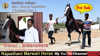 Horse Marwari ll for sale marwari stallion tufan line sire great gamler in rajasthan [upl. by Pawsner465]