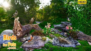 Birds Natural feeder meeting  4K HDR  CATs tv [upl. by Nnairb]