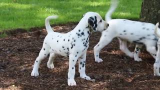 Dalmatian Puppies For Sale [upl. by Ajak]