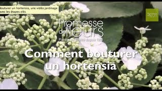 Bouturer un hortensia une vidéo jardinage avec les étapes clés [upl. by Arnaud690]