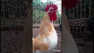 Muy atentos al gran gallo blanco 🐔feedshorts gallos animales [upl. by Airenahs]