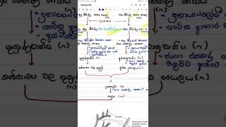 Selaginella life cycle in sinhala [upl. by Nonad]