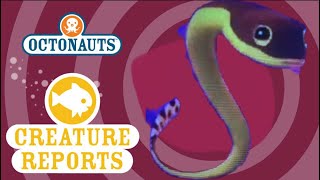 Octonauts Creature Reports  Yellow Bellied Sea Snake [upl. by Amer]