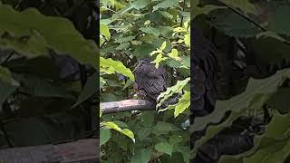 Ruru  Morepork Owl  Kiwi Park Wildlife Sanctuary Queenstown New Zealand shorts [upl. by Mignon]