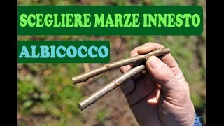 Scegliere Marze Innesto ALBICOCCO  Facile 100 [upl. by Annatnas]