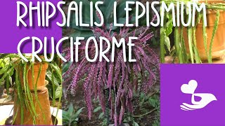 Rhipsalis Lepismium Cruciforme my care amp easy propagation [upl. by Asuncion]