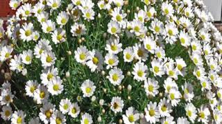 Marguerite Daisy Plant [upl. by Dnyletak]