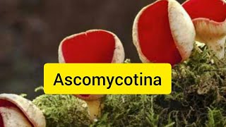 Ascomycotina classification of fungi  chapter kingdom fungi [upl. by Burnight]