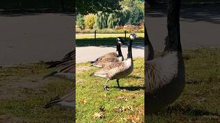 📍🇺🇸 Upset Canada Geese  Disturbed NYC Attitude 😳 [upl. by Kone]