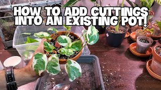 How To Add Propagated Cuttings Into An Existing Pot  Water And Perlite To Soil Method [upl. by Clausen282]