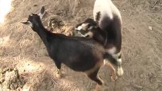 Goats Mating [upl. by Anrak114]