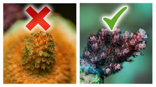 8 Ways to Improve Acropora Coral Growth  SPS Reef Tank [upl. by Nwadahs]