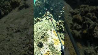 Spearfishing Dos and Donts  Do Your Own Research on Ciguatera Fish Poisoning  Big Island Hawaii [upl. by Itnaihc]