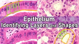 Identifying Layers and Shapes  Epithelium [upl. by Jolda241]