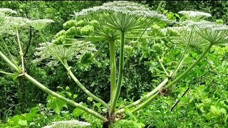 Dangers of giant hogweed plant [upl. by Stephie]