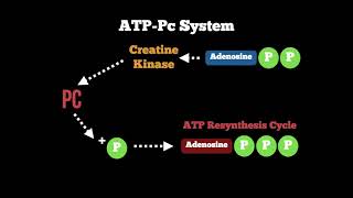 Anatomy  ATP Pc Energy System [upl. by Isoais714]