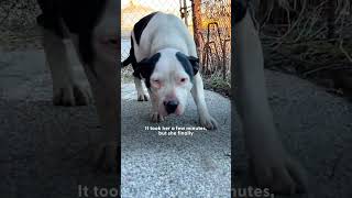 Watch This Pittie Learn To Trust Again  The Dodo [upl. by Leamse145]