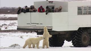 Churchill Manitoba  The Polar Bear Capital of the World [upl. by Woolcott]