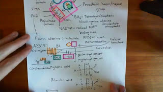 Bradykinin Induced Vasodilation Part 7 [upl. by Siddra]