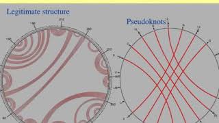 RNA structure prediction and limitations [upl. by Solitta]