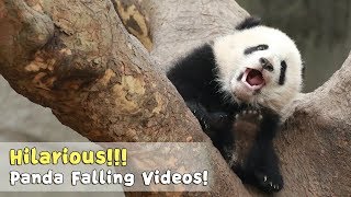 panda eatingpanda babyanimals adorablepanda beautifulpanda [upl. by Nilesoy]