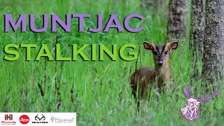 MUNTJAC STALKING [upl. by Anyrb]