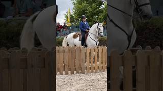 Working Equitation 🇵🇹lusitano Hurtega amp Henrique Silva 2024 Santarém horse equestrian equity [upl. by Enyrb]