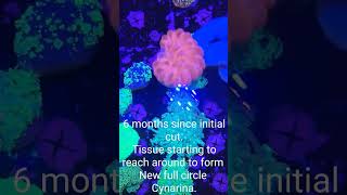 Propergation Of Cynarina Coral From Cut to 6 Month of Healing [upl. by Ailiec336]