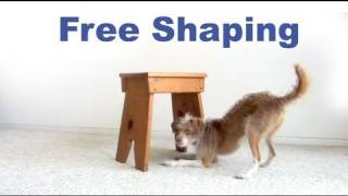 Dog Tricks tutorial Crawl Under Free Shaping [upl. by Notlad283]