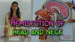 Hemisection of headneck in Bangla  Medical study in Bangla [upl. by Latrell979]