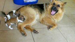 Orphaned Jack Russell Pups and German Shepherd Dog [upl. by Oeram936]