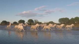 Ride of the Camargue Horses [upl. by Seyler]