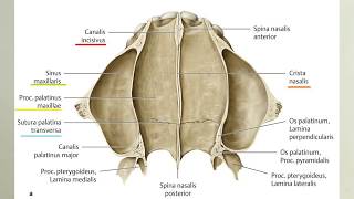 ANATOMİ12KONUCranium Maxilla [upl. by Maura]