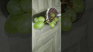 2 Easy amp Healthy Mocktail RecipeRefreshing Yummy amp Tasty MocktailHealthy Mocktail कैसे बनाते हैं [upl. by Gant]