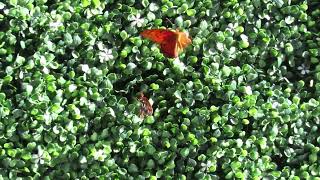 Butterfly Courtship Dance gulffritillary butterflydance [upl. by Deerdre]