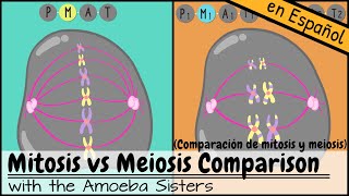 Comparación de mitosis y meiosis [upl. by Orsino]