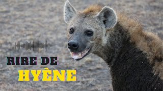 Hyène rire hyène bruit hyène qui rit [upl. by Ellehcrad590]