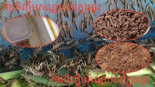 របៀបភ្ញាស់ពងកណ្ដូបHow to incubate locust eggs [upl. by Larimor]