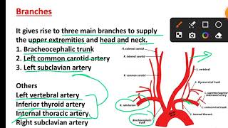 Systemic circulation in hindi  General circulation physiology  Aorta  Vena Cava [upl. by Idelson926]