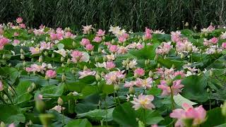 Etang de Fontmerle les lotus [upl. by Turnbull]