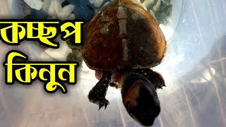 Turtle sell in Dhaka  কচ্ছপ কি খায়  কচ্ছপের দাম  Tortoise Food  Turtle Technology [upl. by Fraya]